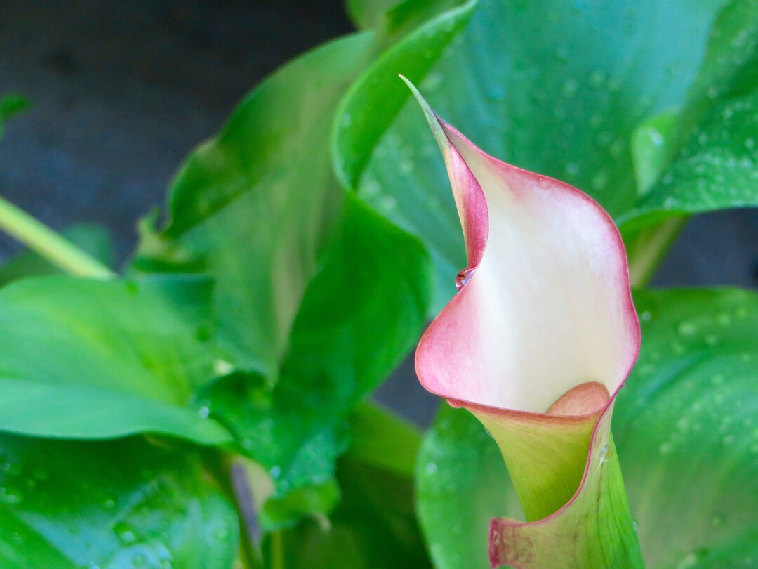Calla Lily After the Rain Digital Photo Download - Etsy