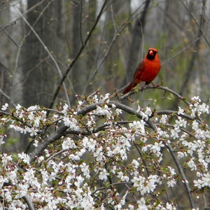 Cardinal on a Cherry Tree digital photo download