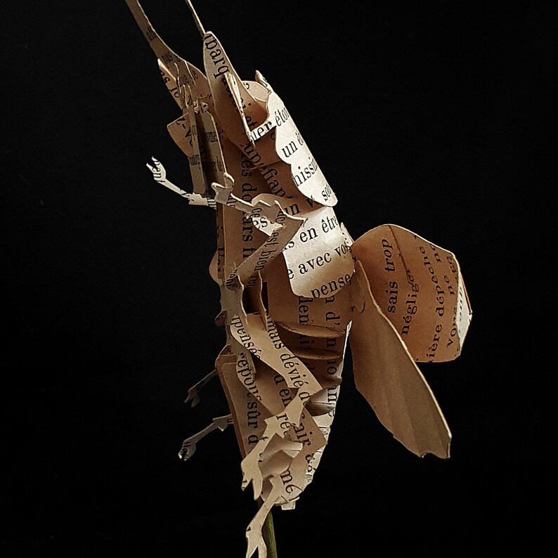 Lucane Cert-Volant Lucanus cervus