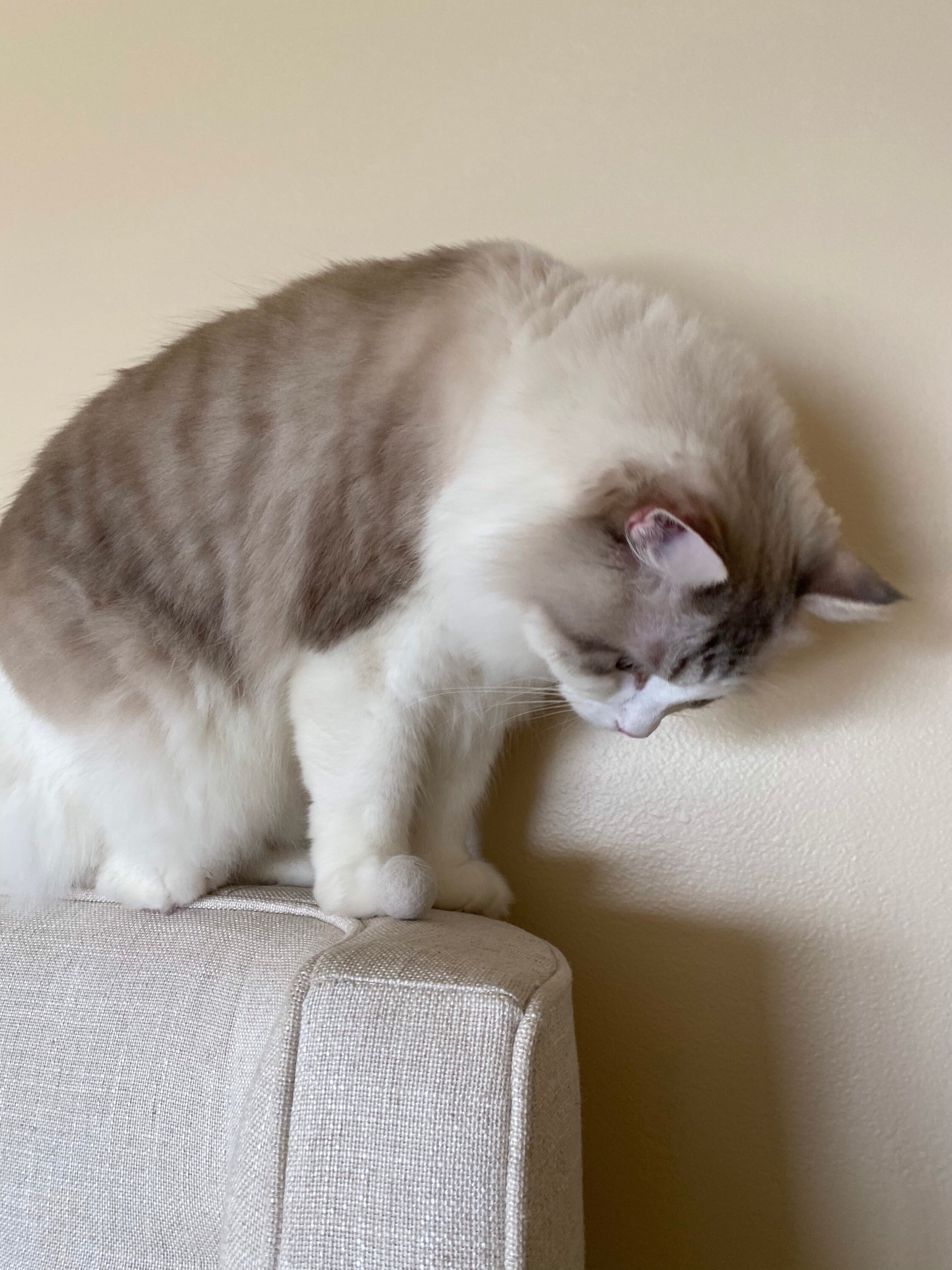 Creams Hairball Cat Toy Etsy