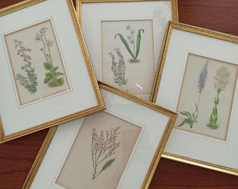 Vintage Botanical Color Prints of Watercolour Flowers Paintings, Spring and Summer Flowers, Signed,  Framed Wall Art, Colored Vintage Prints