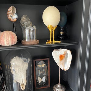 Oeuf autruche vide cabinet curiosités