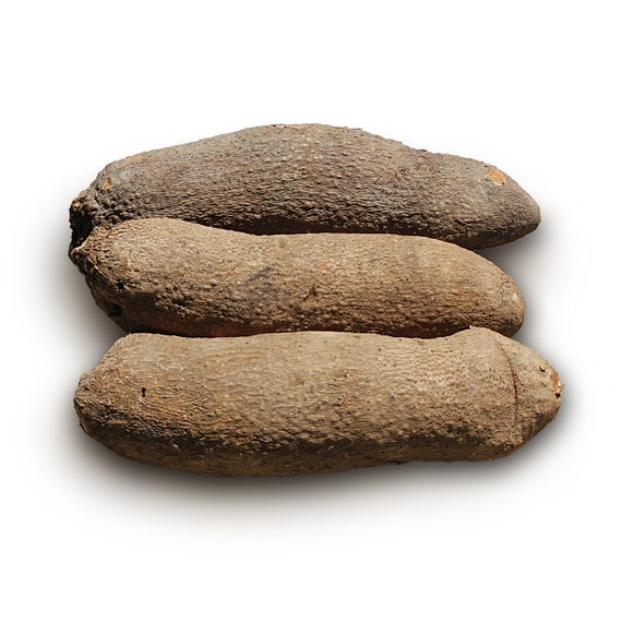 African Yam Tubers Etsy