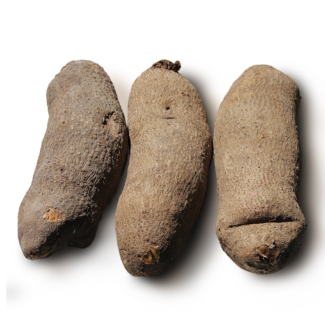 African Yam Tubers Etsy