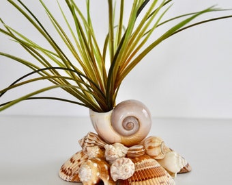 Seashell Planter 6.5" x 6"