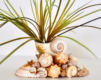 Seashell Planter 8" x 4.5"