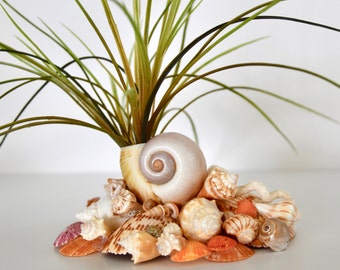 Seashell Planter 8.5" x 5.5"