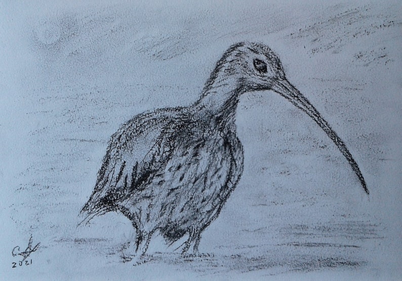 Curlew Drawing,Marsh Birds,Charcoal Sketch Originals,Charcoal Dr Curlew Drawing,Marsh Birds,Charcoal Sketch Originals,Charcoal Dr