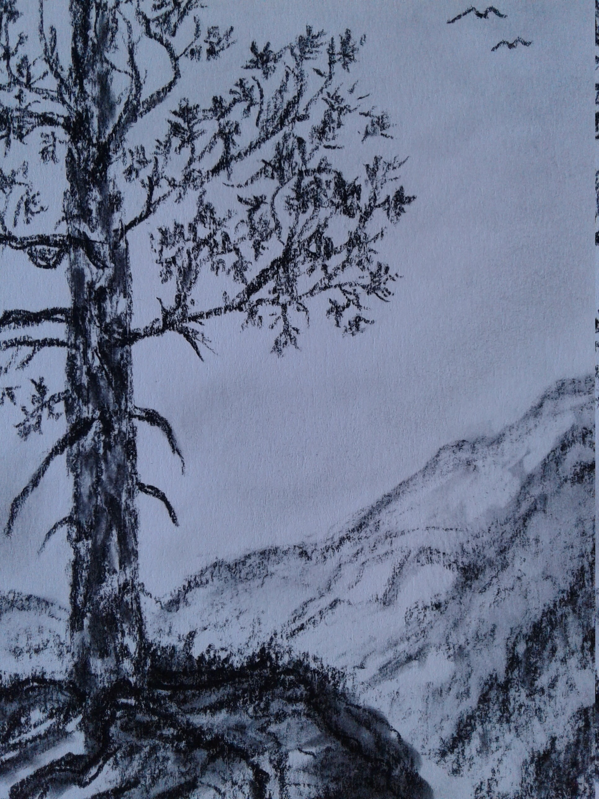 Charcoal Tree DrawingCharcoal Landscape DrawingMountain Pine Etsy