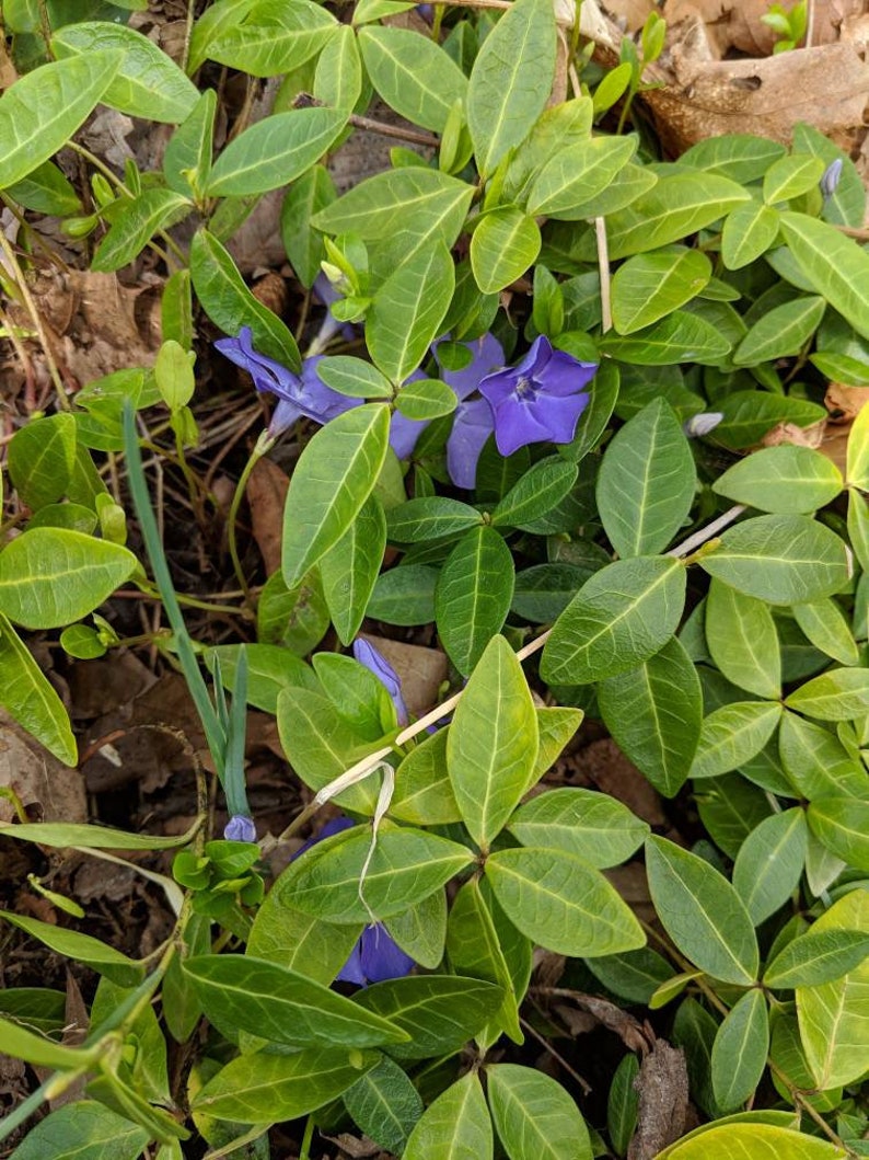 vinca minor