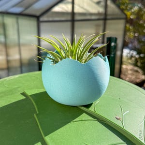 May include: A light blue, egg-shaped planter with a textured surface, holding a green plant with long, thin leaves. The planter sits on a green surface, with a greenhouse visible in the background. The planter is approximately 4 inches in diameter.