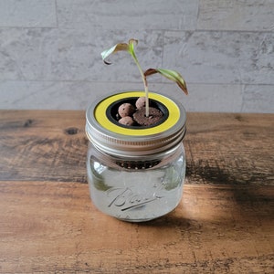 May include: A clear glass mason jar with a yellow and black lid, containing water and a small plant. The plant has green and maroon leaves. The jar sits on a wooden surface.