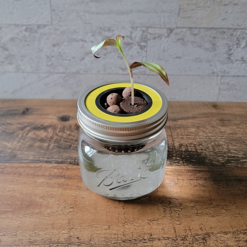 May include: A clear glass mason jar with a yellow and black lid, containing water and a small plant. The plant has green and maroon leaves. The jar sits on a wooden surface.