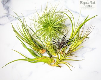 Assorted Tillandsia Air Plants – Surprise Variety, Easy Care Houseplant, Farmhouse Decor