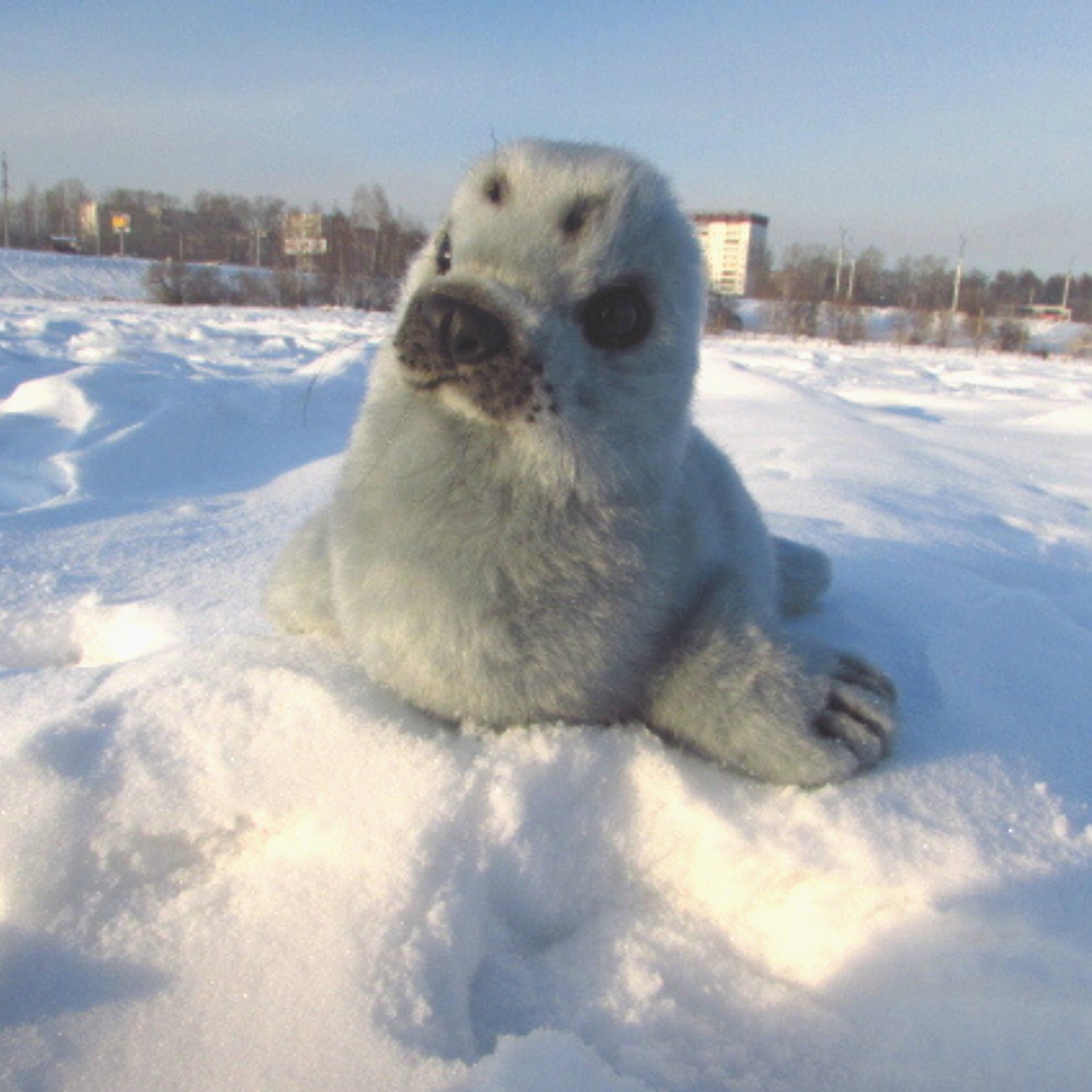 Realistic Stuffed Toy Seal.life Like Animal Dolls.seal Etsy