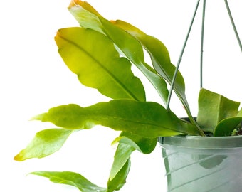 Epiphyllum Oxypetalum Etsy