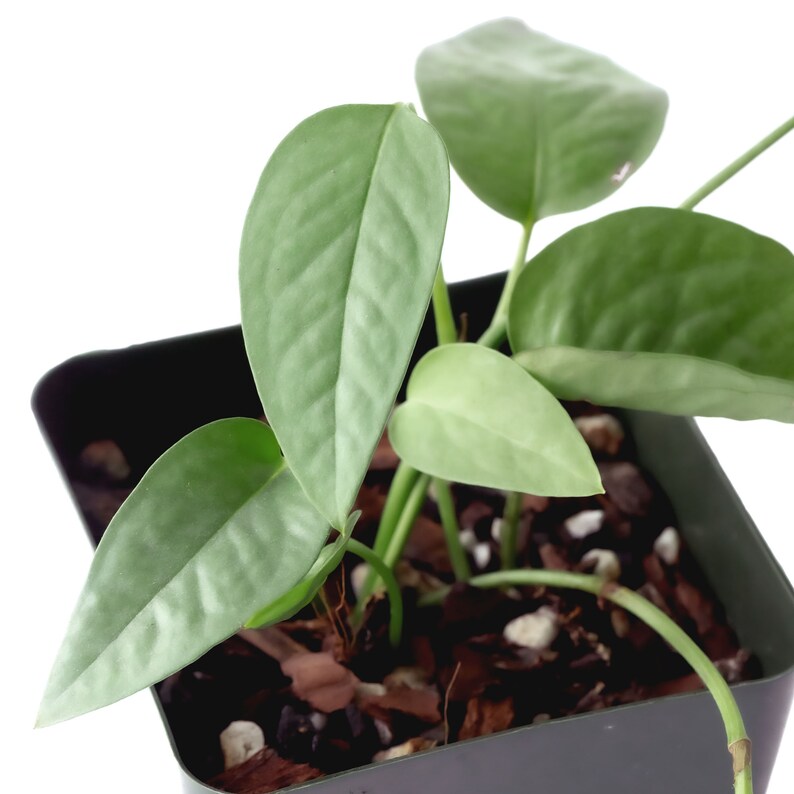 May include: A small green plant with large leaves growing in a black square pot. The pot is filled with brown mulch and small white rocks.