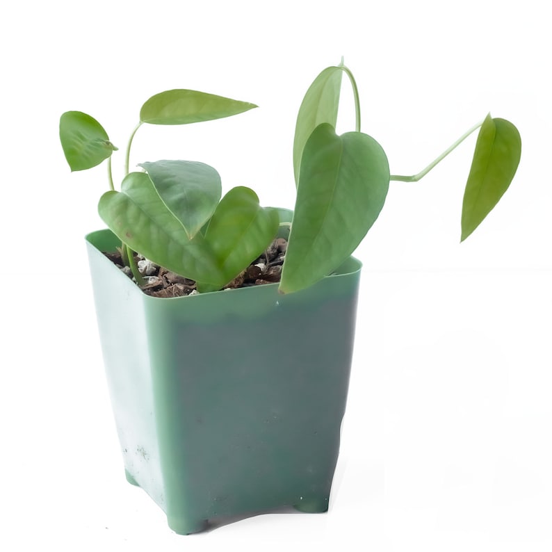 May include: A small green pot with a heart-shaped leaf plant growing inside. The plant has several leaves and is in a square pot.
