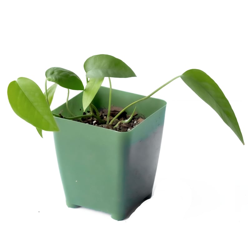 Cebu Blue • Epipremnum Pinnatum • Hard to Find! • Blue Philodendron • Dragon's Tail • Not Cuttings • Rooted Plants! image 4