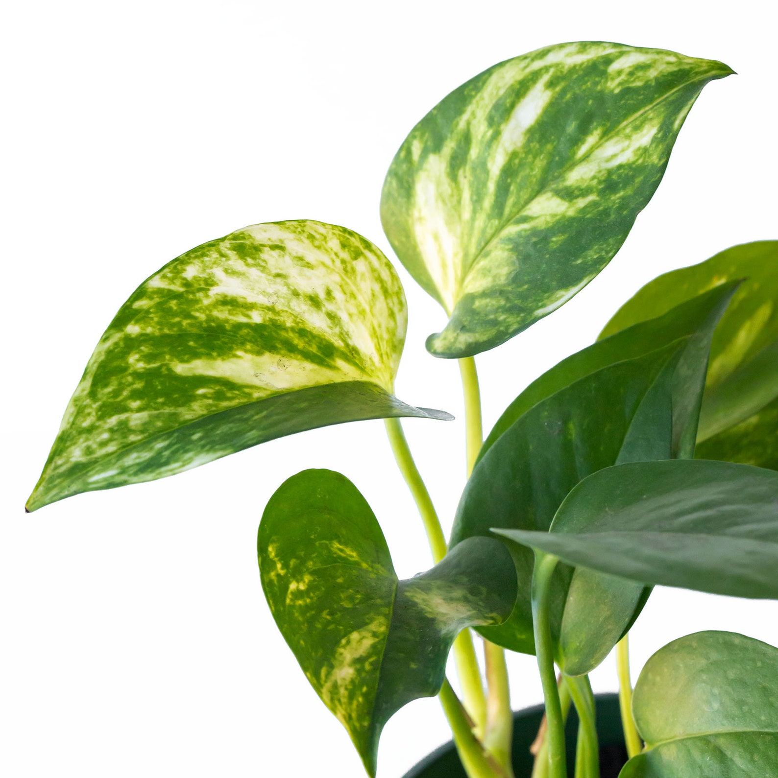 Mixed Pothos Pots Jade Golden Marble Epipremnum Etsy