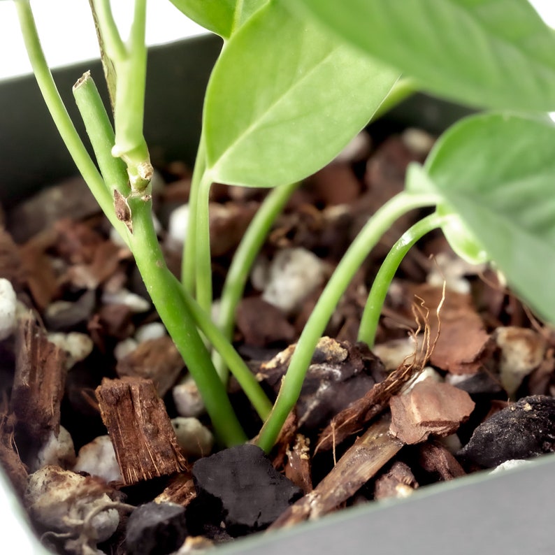 May include: Close-up of a potted plant with green leaves and stems. The plant is growing in a brown pot with a dark brown soil mix.