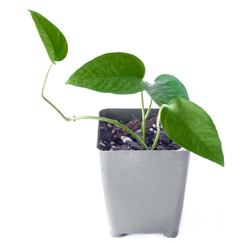 Cebu Blue • Epipremnum Pinnatum • Hard to Find! • Blue Philodendron • Dragon's Tail • Not Cuttings • Rooted Plants! image 7