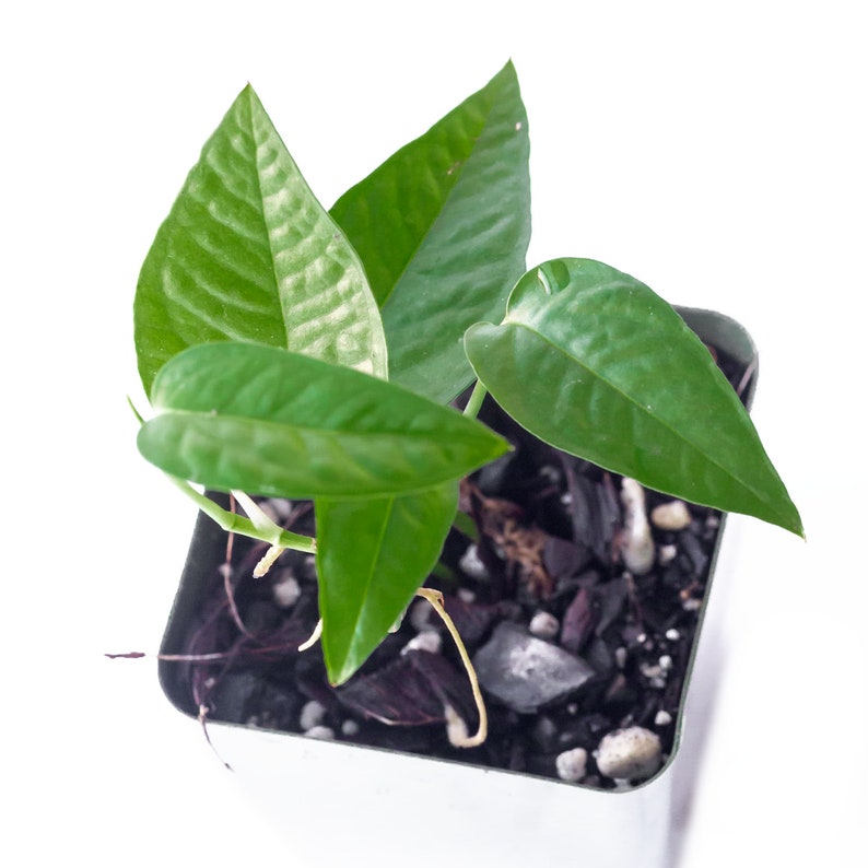 May include: A small green plant with large, heart-shaped leaves growing in a square gray pot. The pot is filled with dark brown soil and small rocks.