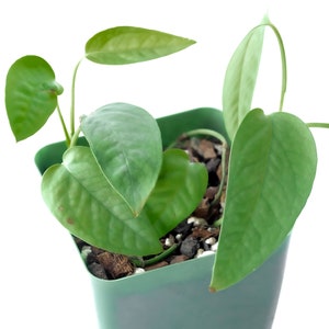 Cebu Blue • Epipremnum Pinnatum • Hard to Find! • Blue Philodendron • Dragon's Tail • Not Cuttings • Rooted Plants! image 3