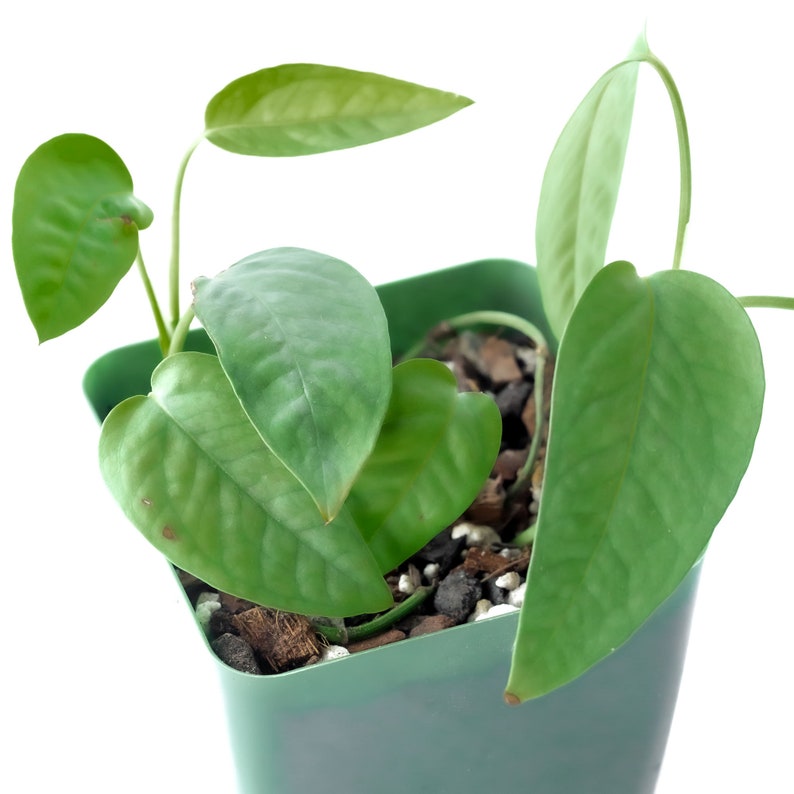 Cebu Blue • Epipremnum Pinnatum • Hard to Find! • Blue Philodendron • Dragon's Tail • Not Cuttings • Rooted Plants! image 3