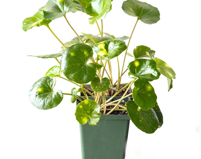 Farfugium Japonicum Variegata RARE Leopard Plant tractor Seat Plant