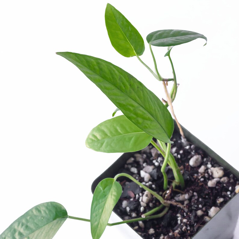 Cebu Blue • Epipremnum Pinnatum • Hard to Find! • Blue Philodendron • Dragon's Tail • Not Cuttings • Rooted Plants! image 6