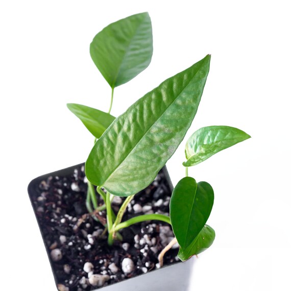 plant zebrina Alocasia zebrina