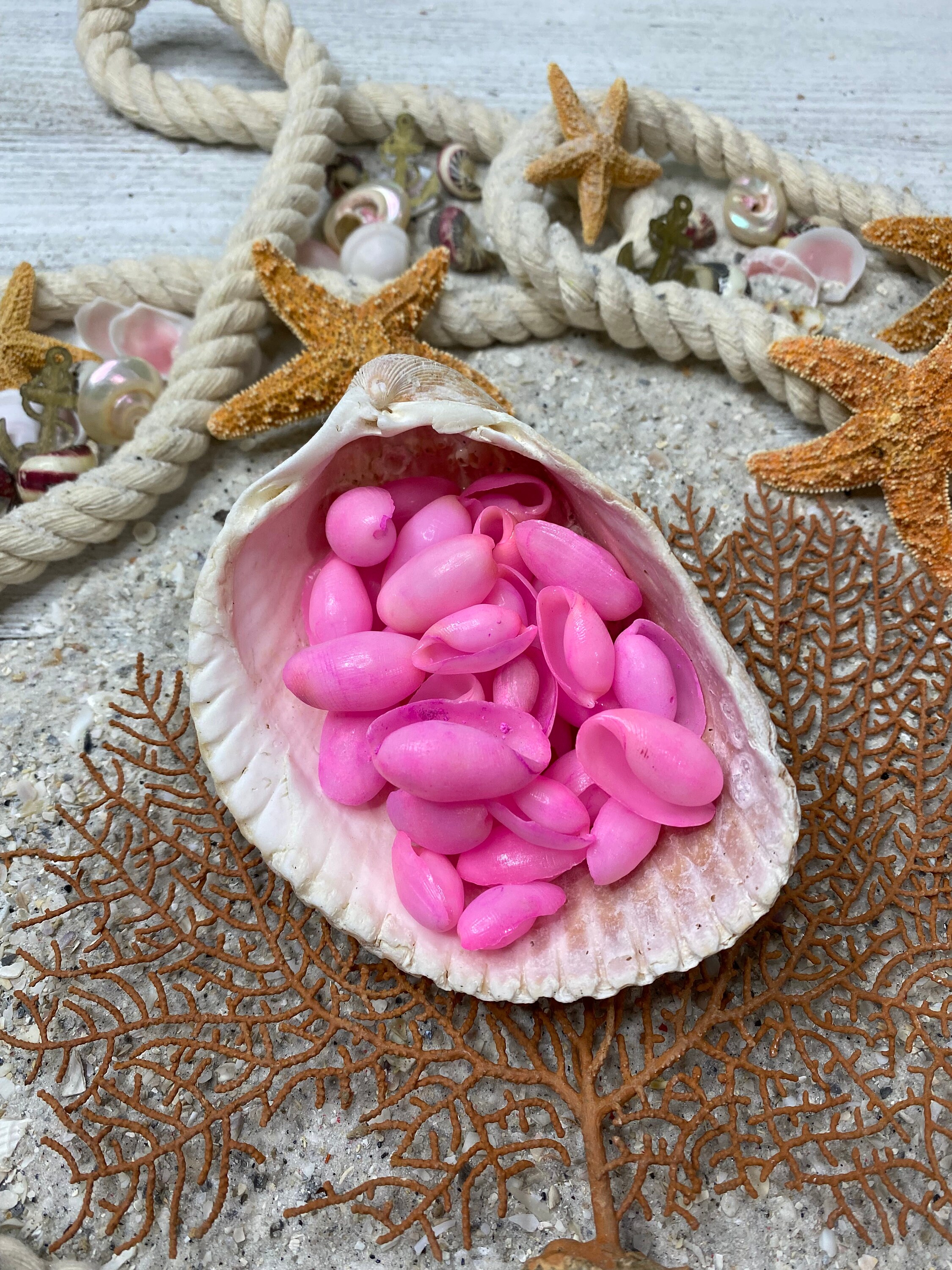Shells Seashells 3/4" 25 Pink Bullet 1"  Beach Craft Wedding Decor Bubble 