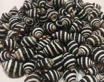 Bumble Bee Sea Shells-Sea Shell Bulk-Craft Shell-Coastal Home Decor-Sailors Valentine-Beach Wedding Decor-Beach Home Decor-Sea Shell