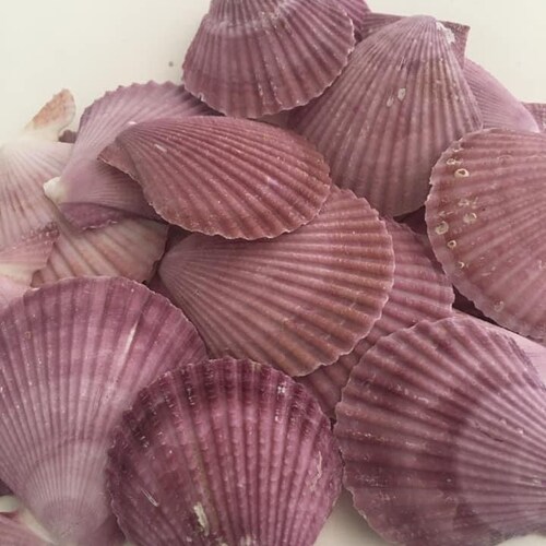 Purpuratus Pectensea Shell Bulkcraft Shellcoastal Home Etsy
