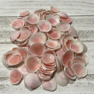 Fiori di melo - Decorazioni da spiaggia - Decorazioni per matrimoni - San Valentino marinai - Artigianato di conchiglie - Fiori di conchiglie - Artigianato di conchiglie - Conchiglie sfuse - Decorazioni per la casa in stile costiero