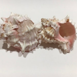 Pink Murex-Sea Shell Bulk-Craft Shell-Coastal Home Decor-Sailors Valentine-Beach Wedding Decor-Beach Home Decor-Sea Shell