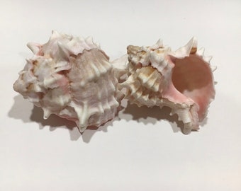 Pink Murex-Sea Shell Bulk-Craft Shell-Coastal Home Decor-Sailors Valentine-Beach Wedding Decor-Beach Home Decor-Sea Shell