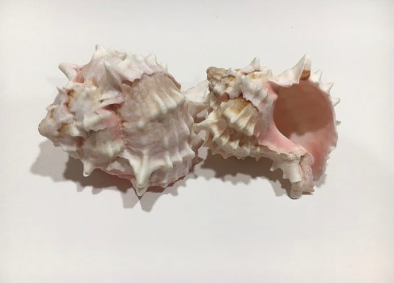 PCS ASSORT PINK MUREX PEARL MIX SEA SHELL WITH WOOD BOX DECOR CRAFT #7888 100 PCS ASSORT PINK MUREX PEARL MIX SEA SHELL WITH WOOD BOX DECOR CRAFT #7888 100