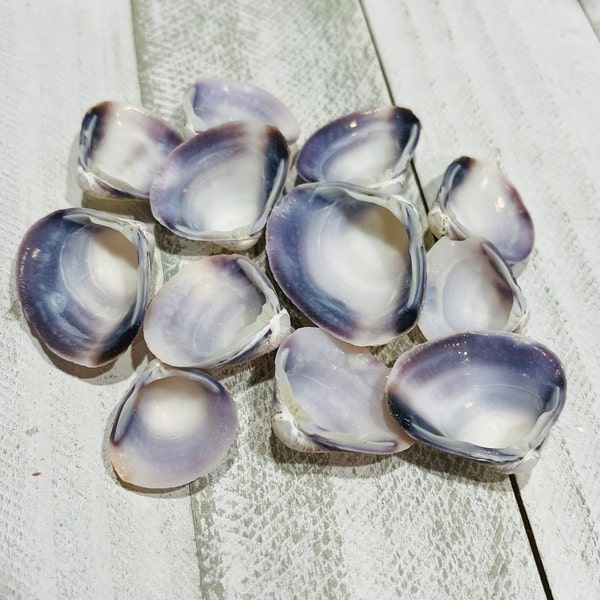 Violet clams-Beach Decor-Wedding Decor-Sailors Valentine-Crafting Shell-Shell Flower-Seashell Crafts-Bulk Seashell- Coastal Home Decor