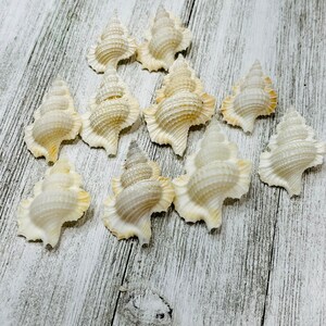 Ahornblatt-Muschel Bulk-Craft Shell-Küste Wohnkultur-Seeleute Valentine-Strand Hochzeit Dekor-Strand Wohnkultur-Muschel