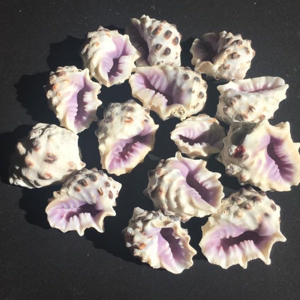 Purple Drupa-Beach Decor-Wedding Decor-Sailors Valentine-Crafting Shell-Shell Flower-Seashell Crafts-Bulk Seashell- Coastal Home Decor