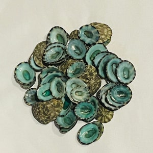 Tiny Green Limpets-Wedding Decor-Sailors Valentine-Crafting Shell-Shell Flower-Seashell Crafts-Bulk Seashell- Coastal Home Decor