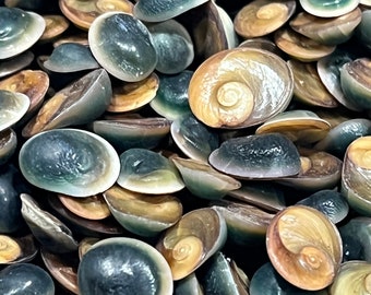 Mini Operculum (1/8-1/4")Beach Decor-Wedding Decor-Sailors Valentine-Crafting Shell-Shell Flower-Seashell Crafts-seashell-Coastal Home Decor