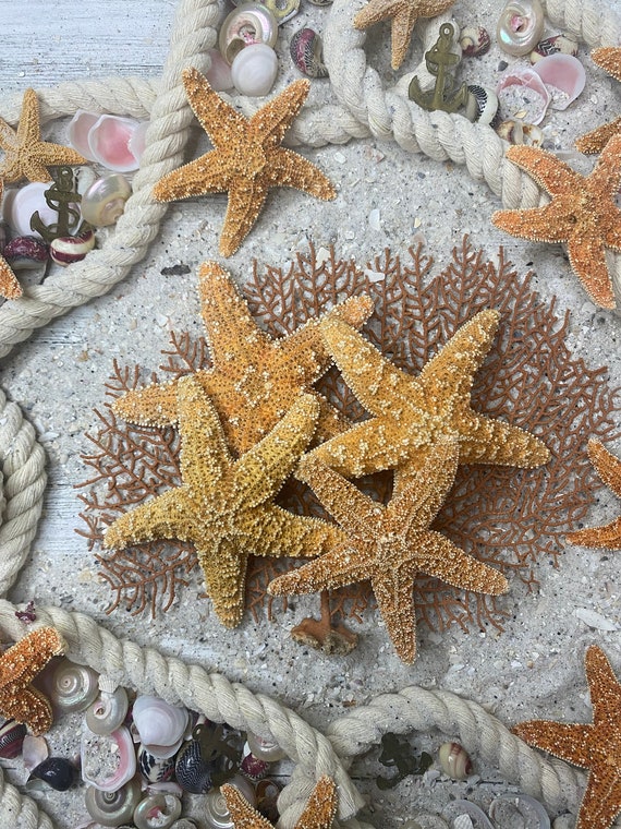 3-4-5"  Real Sugar Starfish Star fish Shell Wedding Craft Decor Item # ssf4-3 