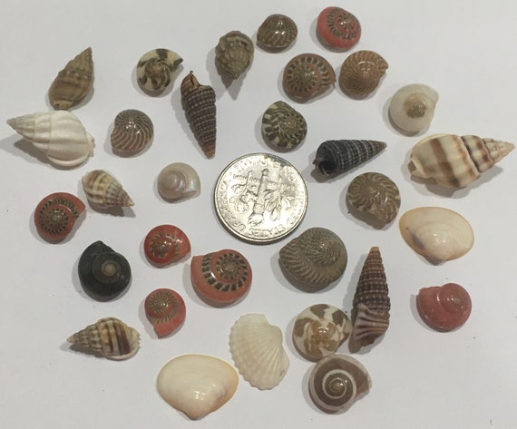 100 Small Seashell Mix, Tiny Sea Shell Lot, Beach Wedding Decor, Sea Shells  for Crafts 