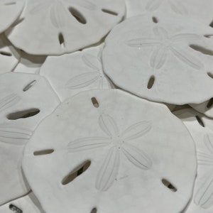 1.5-2" Florida Round Sandollar-Beach Decor-Wedding Decor-Sailors Valentine-Crafting Shell-Shell Flower-Seashell Artigianato-Coastal Home Decor