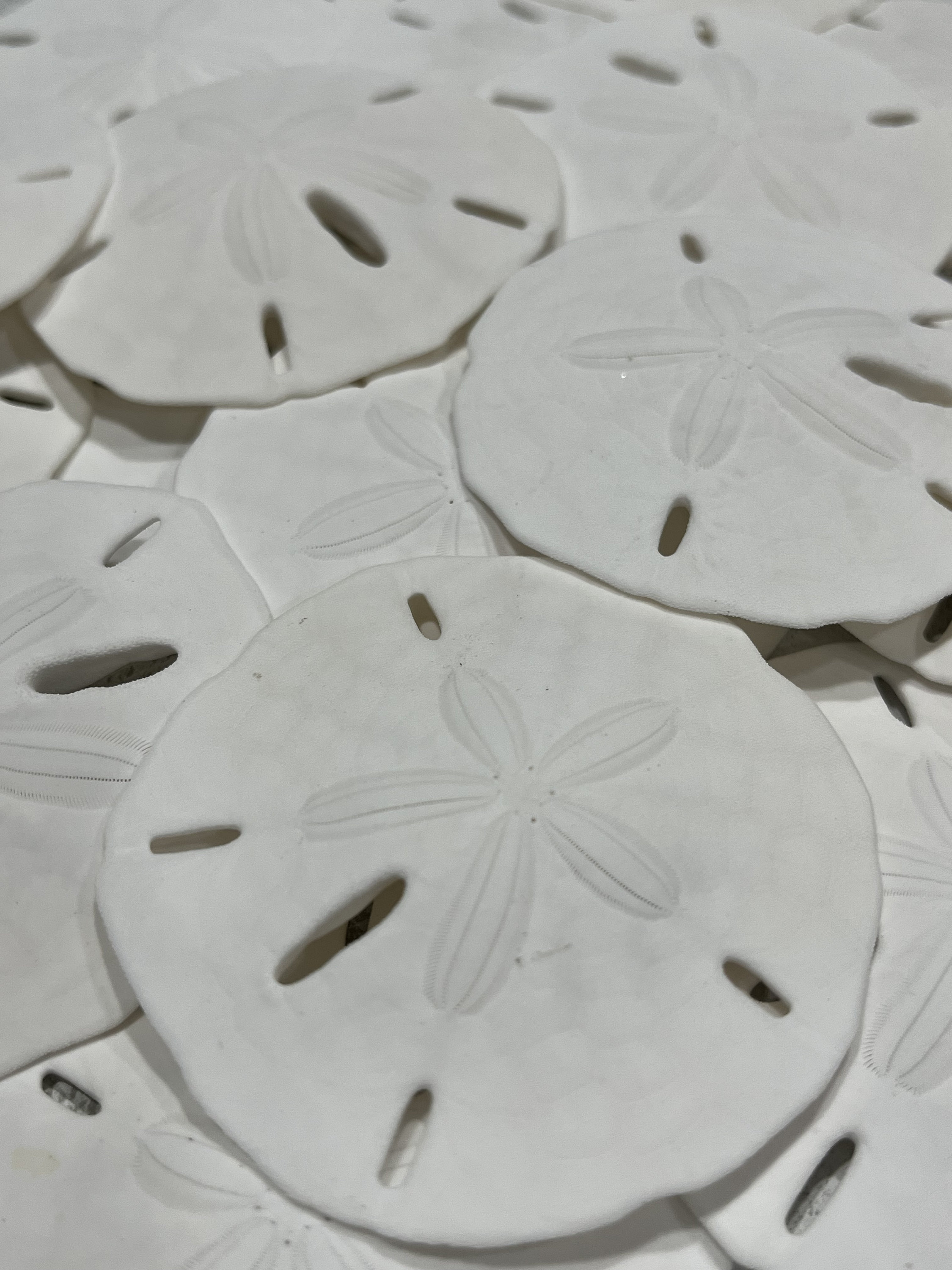 1.5-2” Florida Round Sandollar-Beach Decor-Wedding Decor-Sailors Valentine-Crafting Shell-Shell Flower-Seashell Crafts-Coastal Home Decor