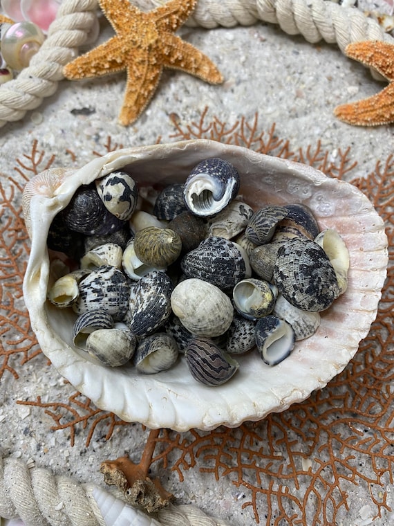 Mixed Nerites Seashellls-beach Decor-wedding Decor-sailors