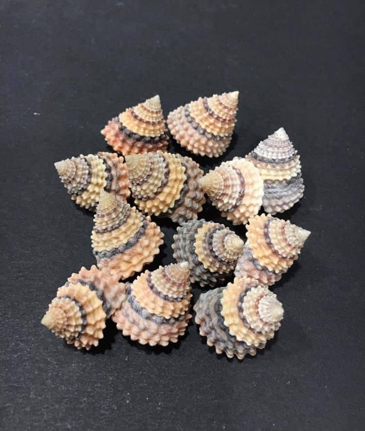 20 Pieces Natural Nassariidae Shells Small Sea Shells for Crafting